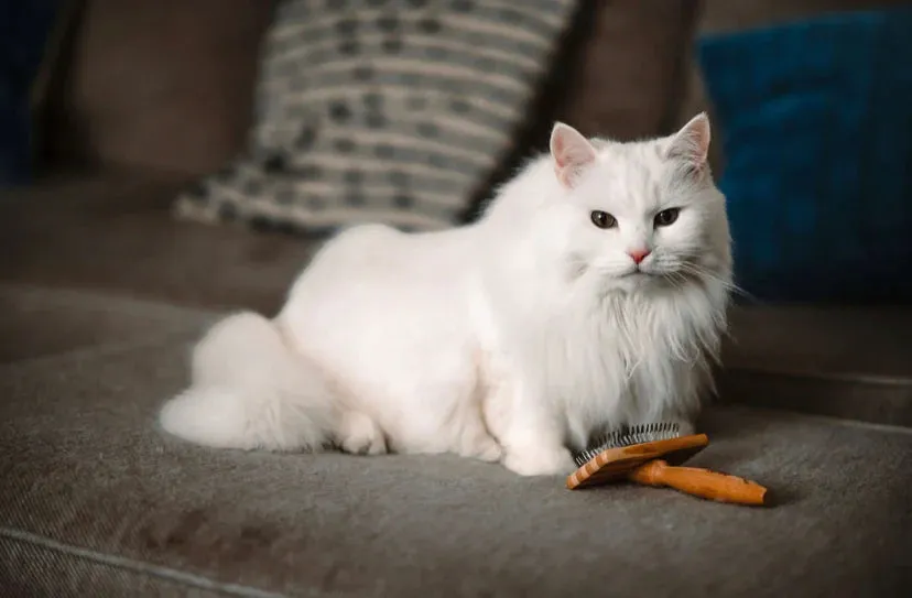 Cat Brush