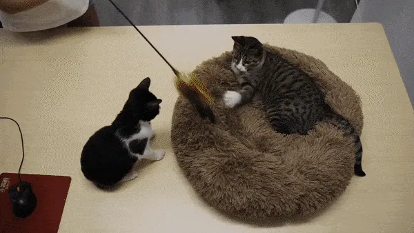Fluffy Cat Beds