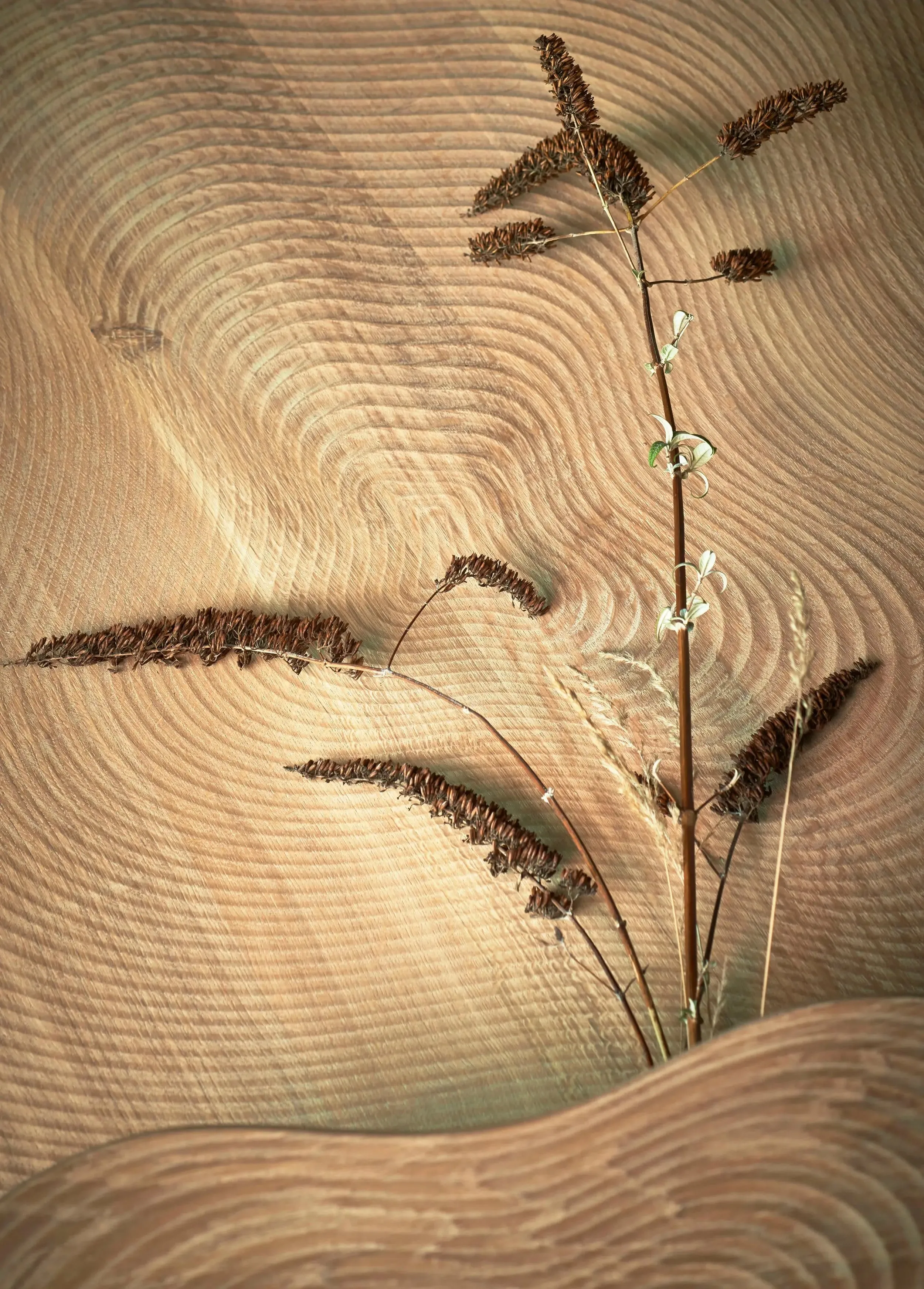 Isola - Coffee Table